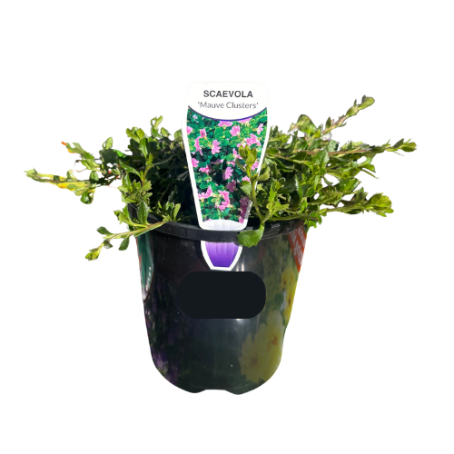 Scaevola Mauve Clusters 14cm