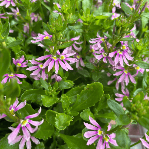 Scaevola aemula Aussie Salute Pink 18cm