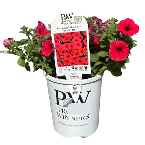 Petunia Supertunia Scarlet 14cm