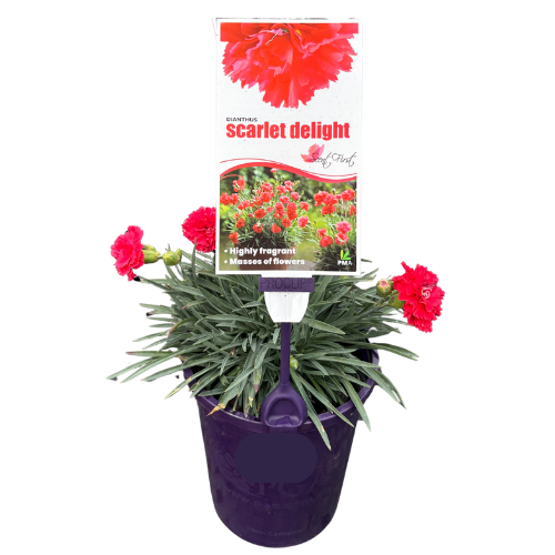 Dianthus Scarlet Delight 14cm