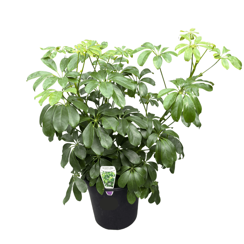 Schefflera arboricola 20cm