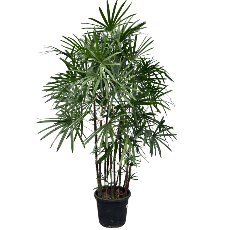 Rhapis excelsa 40cm