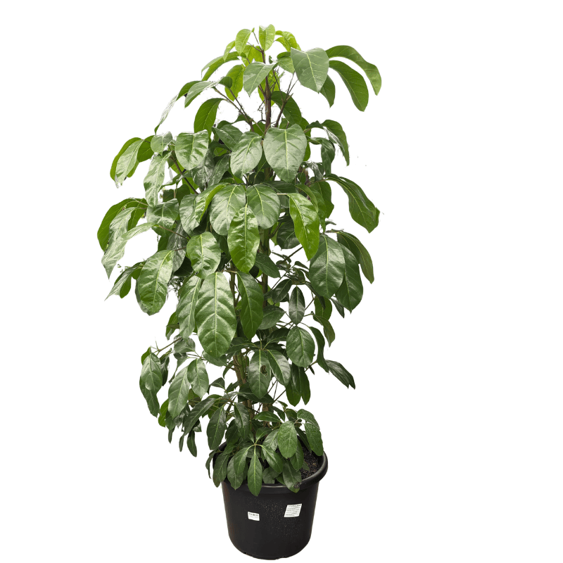 Schefflera Amate 40cm