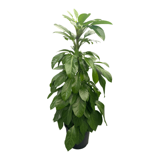 Schefflera Alpha 20cm