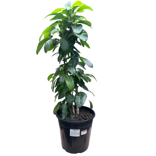 Schefflera Alpine Junior 25cm_