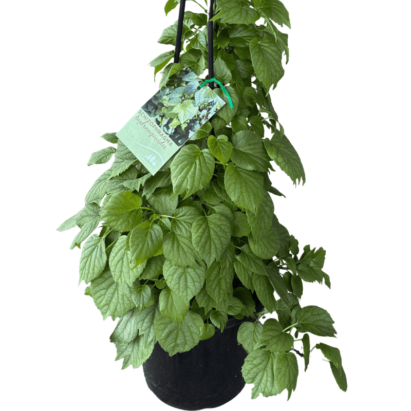 Schizophragma hydrangeoides 20cm