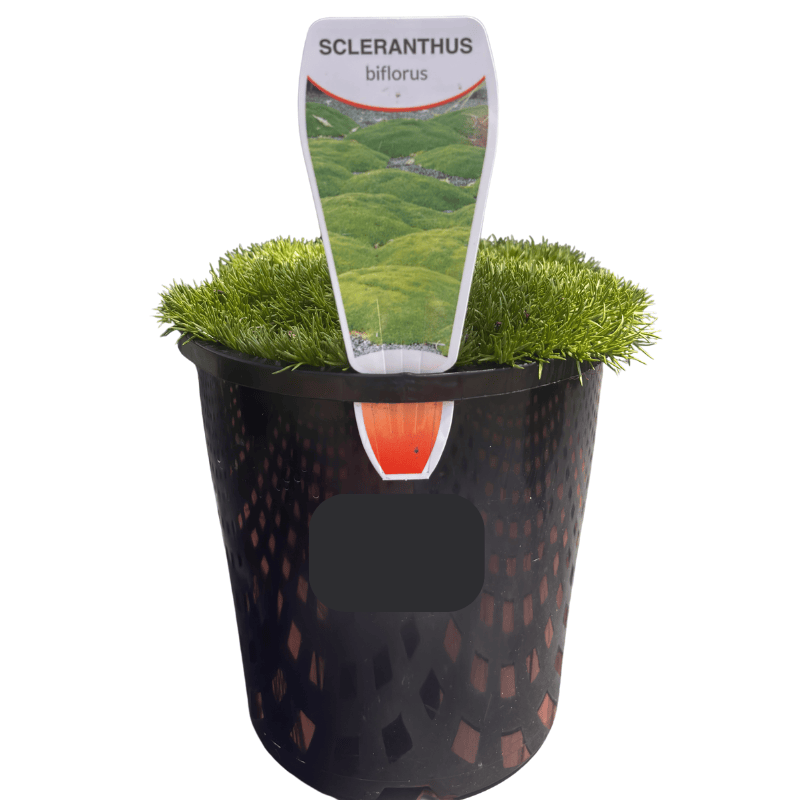 Scleranthus biflorus 14cm