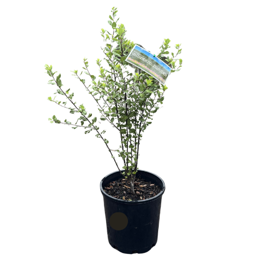 Pittosporum Screenmaster_20cm