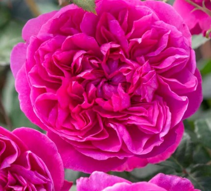 Rose Assorted Special 20cm