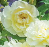 Rose Assorted Special 20cm