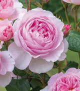Rose Assorted Special 20cm