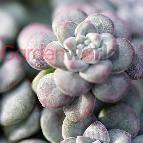 Sedum Silvery