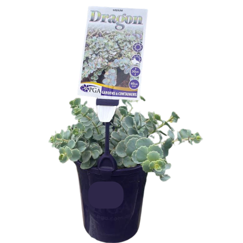 Sedum Dragon 14cm
