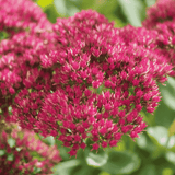 Sedum Autumn Joy 20cm