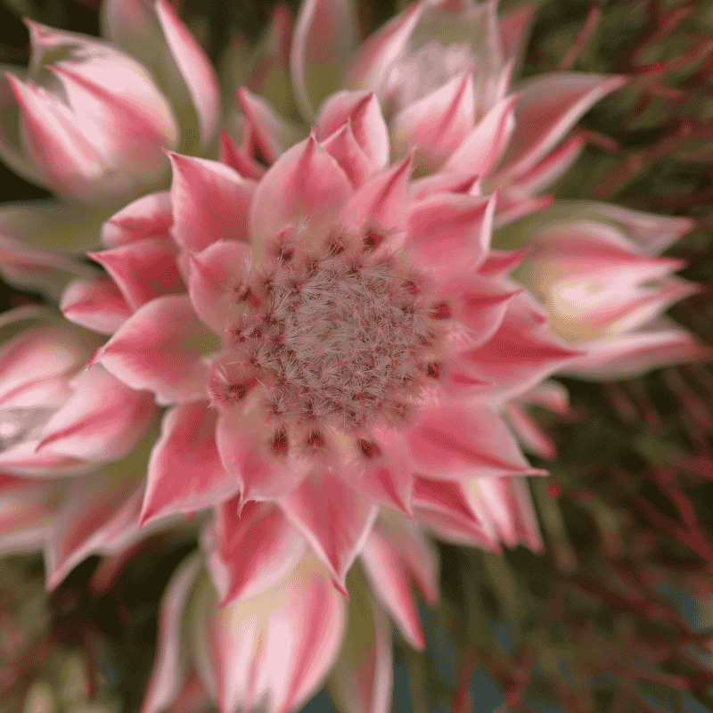 Serruria 'Pretty N Pink' 20cm