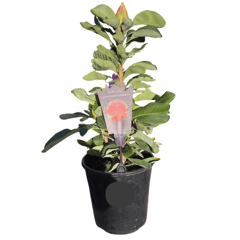Waratah 'Shady Lady Crimson' 20CM