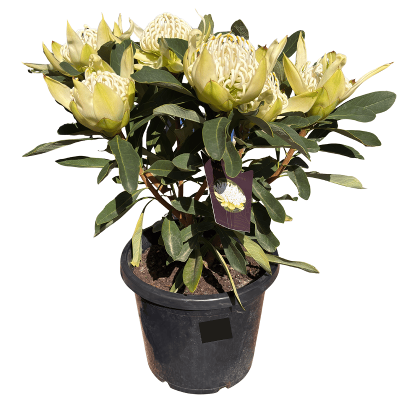 Waratah 'Shady Lady White' 30cm