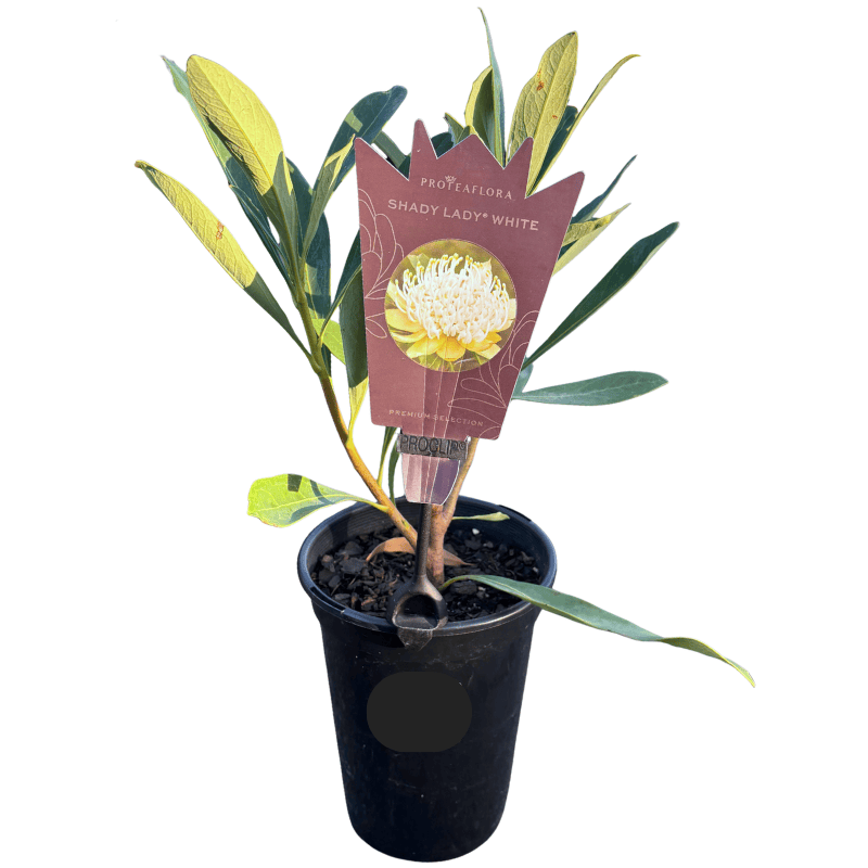 Waratah 'Shady Lady White' 14cm