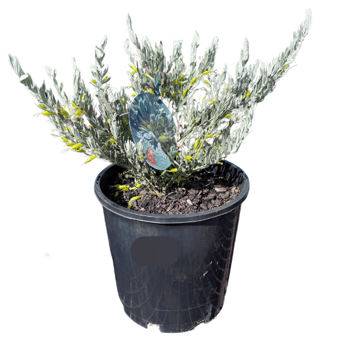 Eremophila Silver Ball 20cm