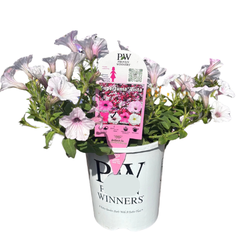 Petunia Supertunia Silverberry 14cm