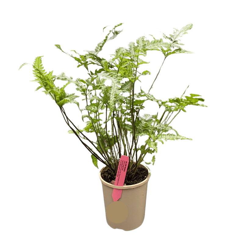 Pteris argyraea 12cm