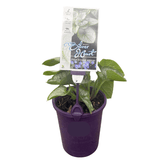 Brunnera Silver Heart 14cm