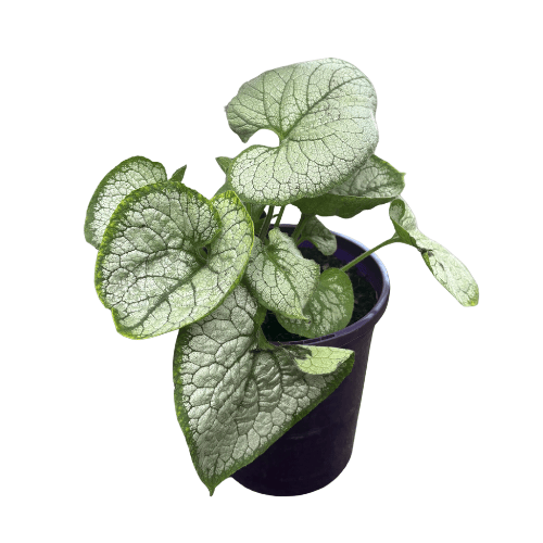 Brunnera Silver Heart 14cm