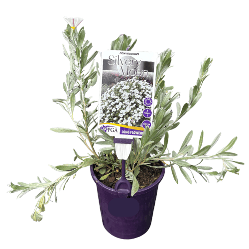 Convolvulus Silvery Moon 14cm