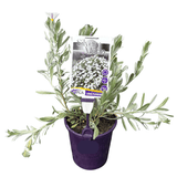 Convolvulus Silvery Moon 14cm