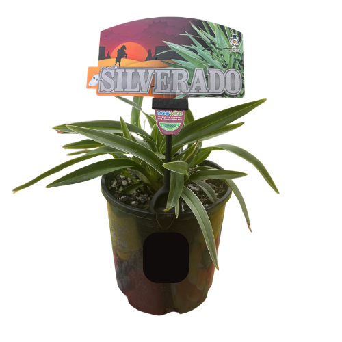 Dianella Silverado 14cm