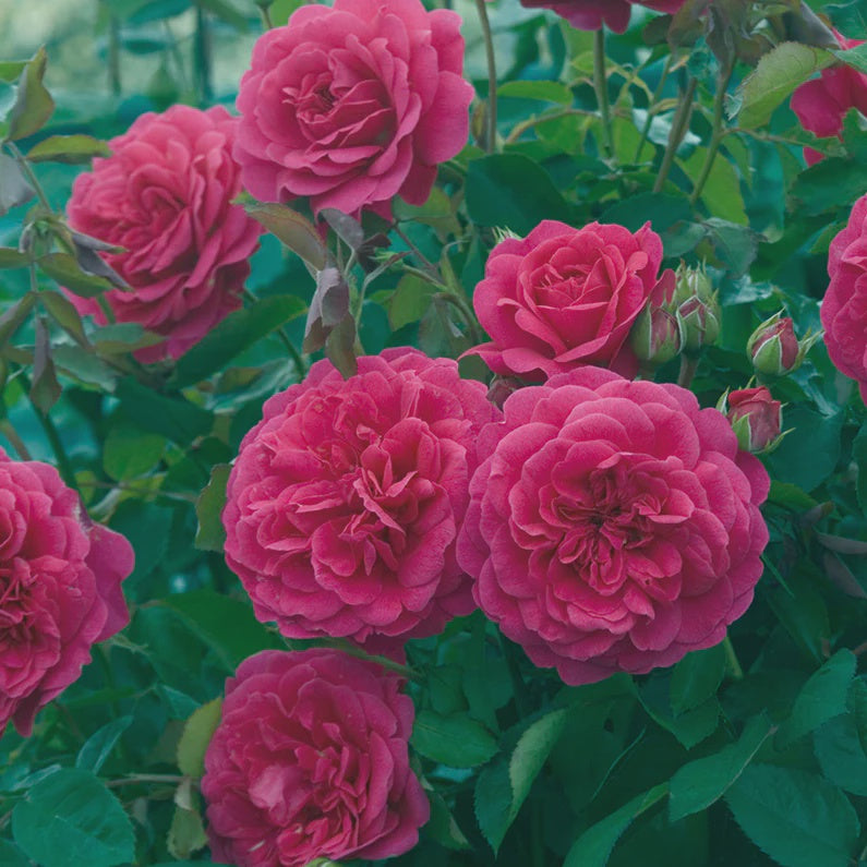 Rose Sir John Betjeman 20cm