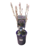 Tiarella Pink Skyrocket 14cm