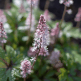 Tiarella Pink Skyrocket 14cm