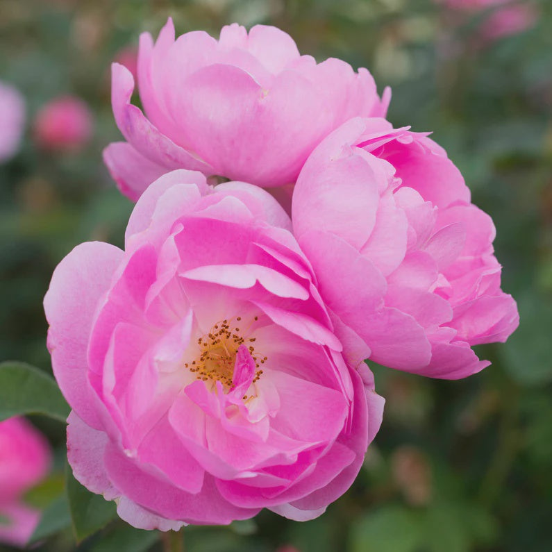 Rose Skylark 20cm