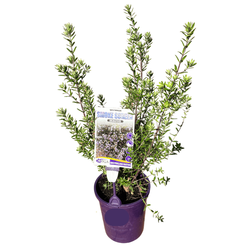 Westringia Smoke Screen Mauve 14cm