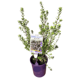 Westringia Smoke Screen Mauve 14cm