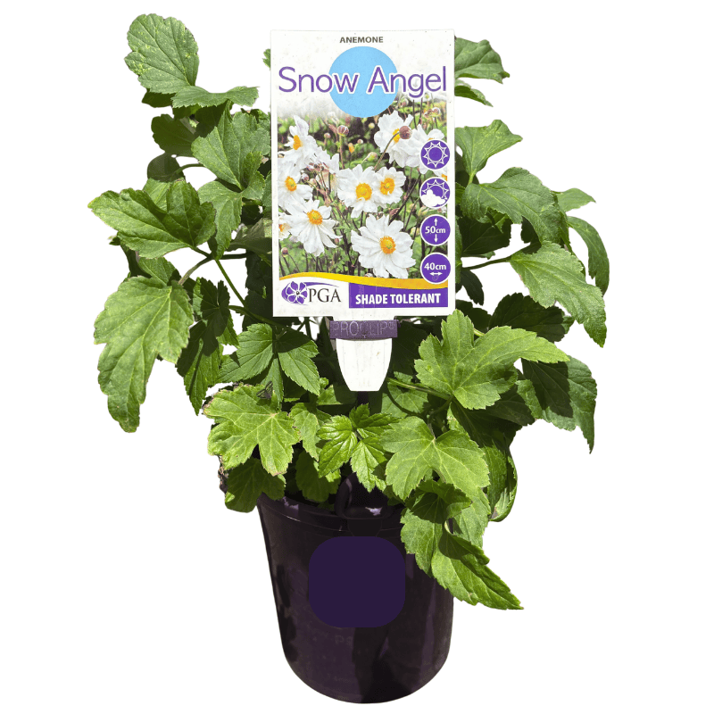 Anemone Snow Angel 14cm