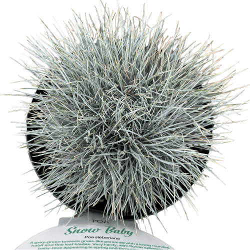 Poa sieberiana Snow Baby 14cm