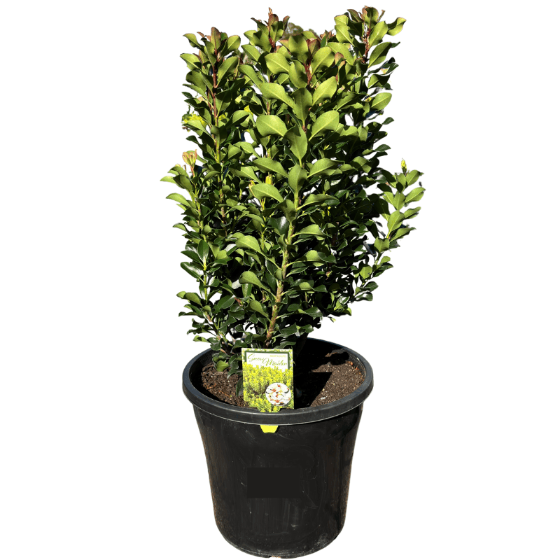 Rhaphiolepis indica 'Snow Maiden' 25cm