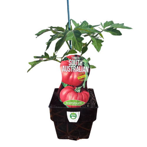 Tomato South Australian 10cm