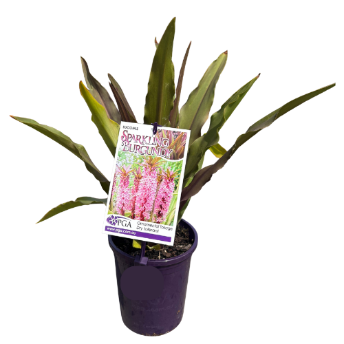 Eucomis Sparkling Burgundy 14cm