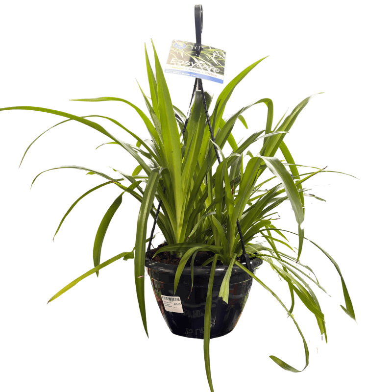 Spider Plant - Chlorophytum comosum 20cm Basket