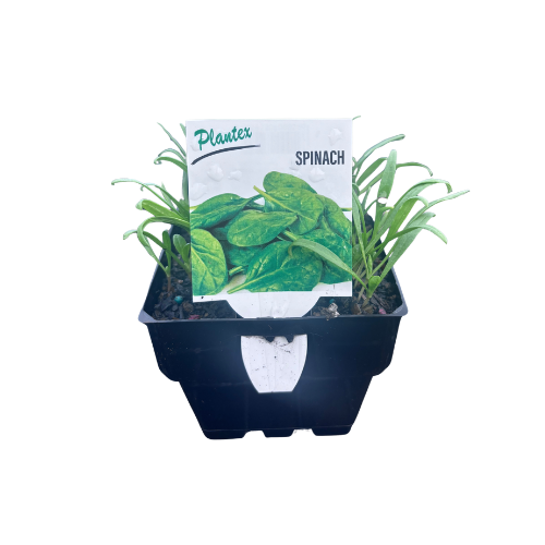 Spinach Perpetual 10cm