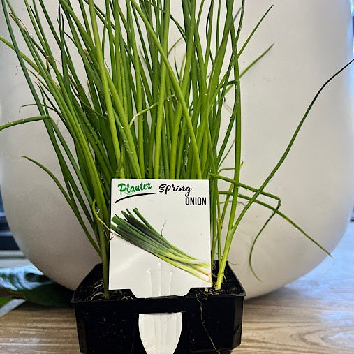 Spring Onion Maxi Punnet
