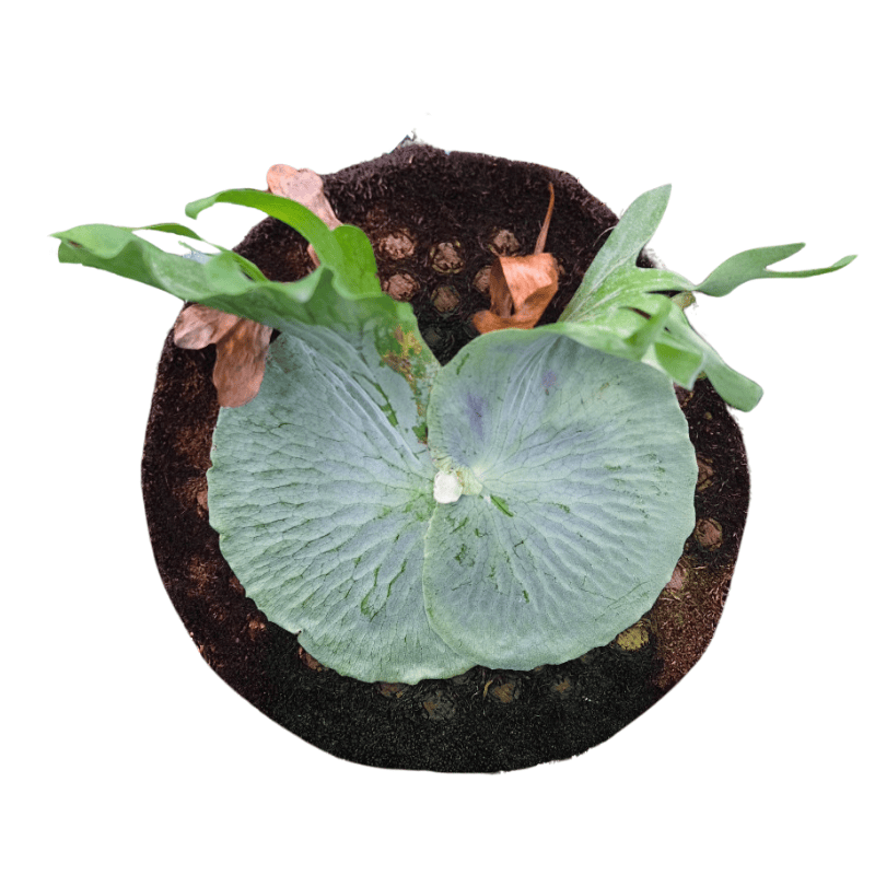 Staghorn Large