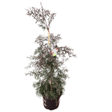 Leptospermum Starry Night 33cm