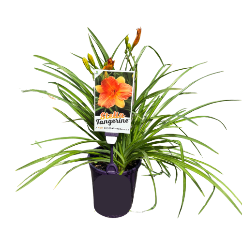 Hemerocallis Stella Tangerine 14cm