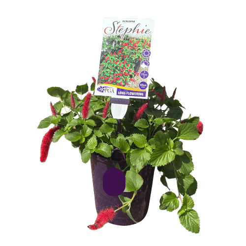 Acalypha Stephie 14cm