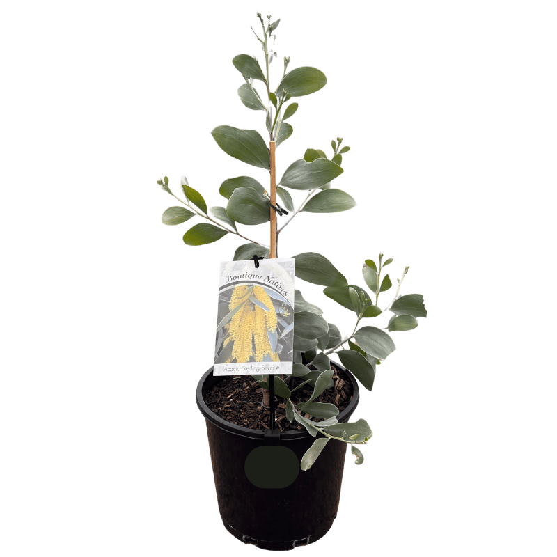 Acacia binervia 'Sterling Silver' 20cm