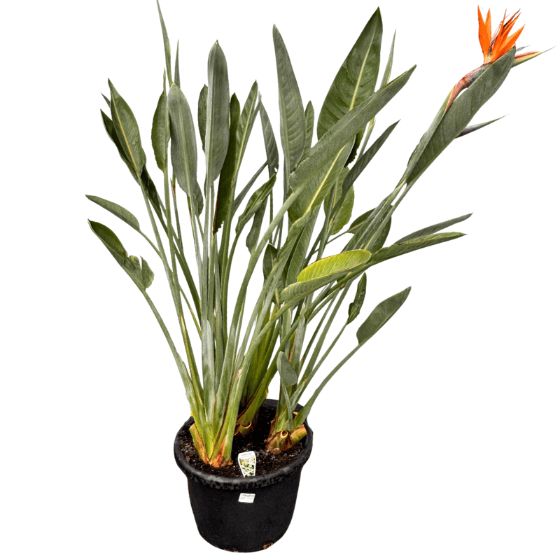 Strelitzia Reginae_ 40cm
